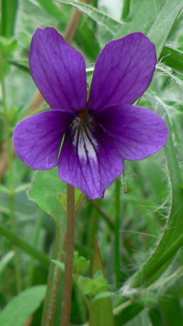 跡見群芳譜(野草譜 スミレ)